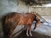 Kobyła, Swedish warmblood horse — zdjęcie 1