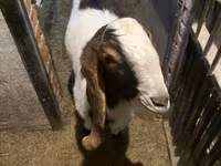 Ziegenbock, Kamori goats — Foto 2