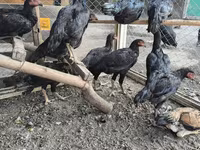 Chickens — photo 2