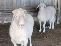 公羊, Sheep — 照片 3