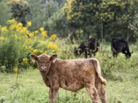 Bulle, Holstein-Rasse — Foto 4