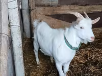 बकरा, Saanen goat — फ़ोटो 3