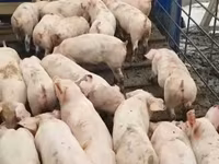 Eber, Schweine — Foto 2