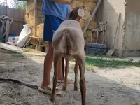 Baran, Edilbay sheep — zdjęcie 5