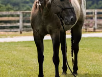 Koń, Quarter Horse — zdjęcie 8