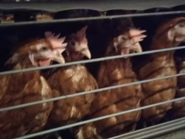 Chickens — Rosja