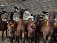 Billy Goat, Saanen goat — photo 1