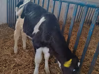 Cow, Holstein breed — photo 2