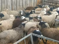 Ram, Hissar sheep — photo 2