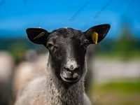 Baran, Katum sheep — zdjęcie 7
