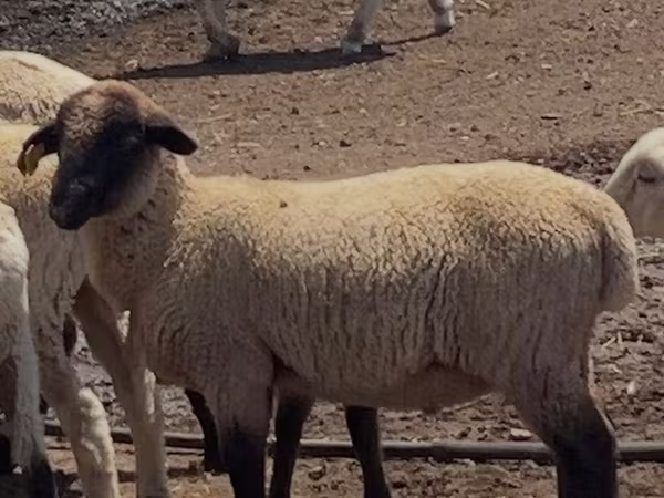 Widder, Hampshire sheep
