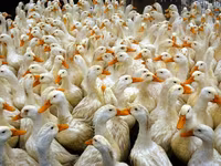 Amerykański Pekin — zdjęcie 2
