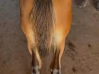 Hengst, Rocky Mountain Horse — Foto 3