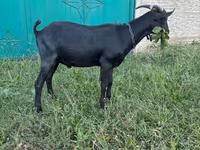 बकरा, Murcia-Granada goats — फ़ोटो 3