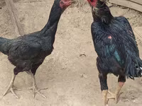 Chickens — zdjęcie 2