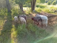 Ziege, Kejobong goat — Foto 2