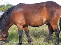 Koń, American shetland pony — zdjęcie 1