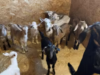 Billy Goat, Saanen goat — photo 6