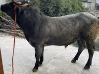 Byk, Belgijska niebieska — zdjęcie 6