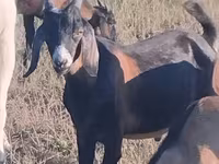 बकरा, Nubian Goat — फ़ोटो 1