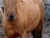 Kobyła, Trakehner — zdjęcie 4