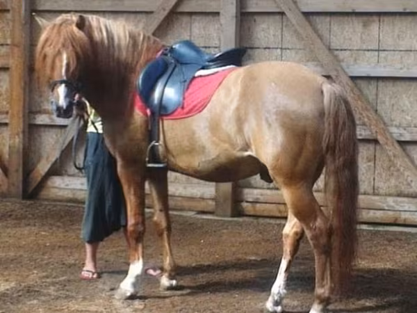 Koń, Bashkir horse