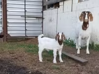 Goat, Goats — photo 7