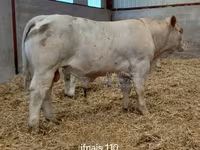 Byk, Charolais cattle — zdjęcie 2