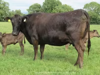 Krowa, Wagyu — zdjęcie 2