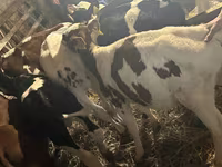 Byk, Simmental cattle — zdjęcie 4