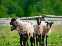 Ram, Romanov sheep — photo 2