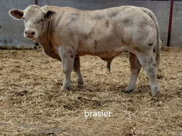 Byk, Charolais cattle