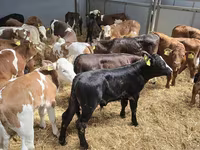 Bull, Cattle — photo 7