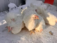 Chickens — الصورة 8