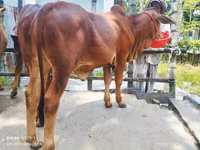 Bull, Cattle — photo 1