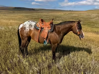 Horse (M), Horses of Sable Island — photo 2