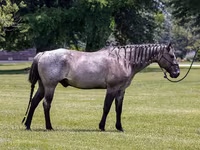 Koń, Quarter Horse — zdjęcie 2