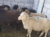 Sheep, Sheep — photo 4