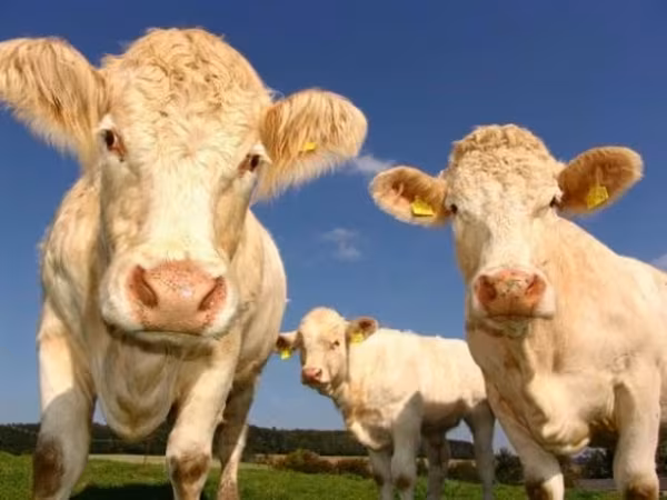 Krowa, Russian Black pied cattle — Rosja