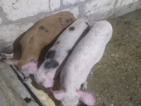 Eber, Schweine — Foto 3