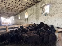 Owca, Katum sheep — zdjęcie 4
