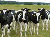 Cow, Holstein breed — photo 1