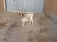 Goat, Alpine goat — photo 3