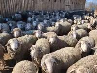 Baran, Kazakh fat-tailed coarsewool sheep — zdjęcie 7