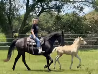 Kobyła, Rocky Mountain Horse — zdjęcie 4