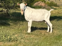 公山羊, Saanen goat — 照片 3