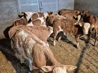 Bull, Simmental cattle — photo 1