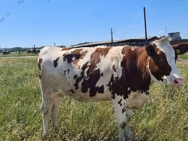 Krowa, Russian Black pied cattle