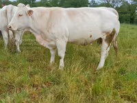 Krowa, Charolais cattle — zdjęcie 4