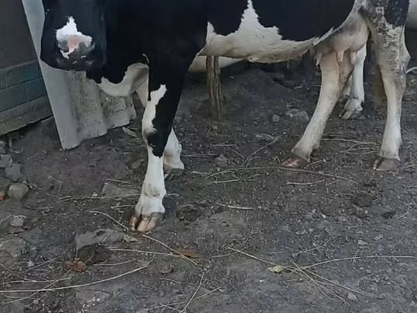 Cow, Holstein breed